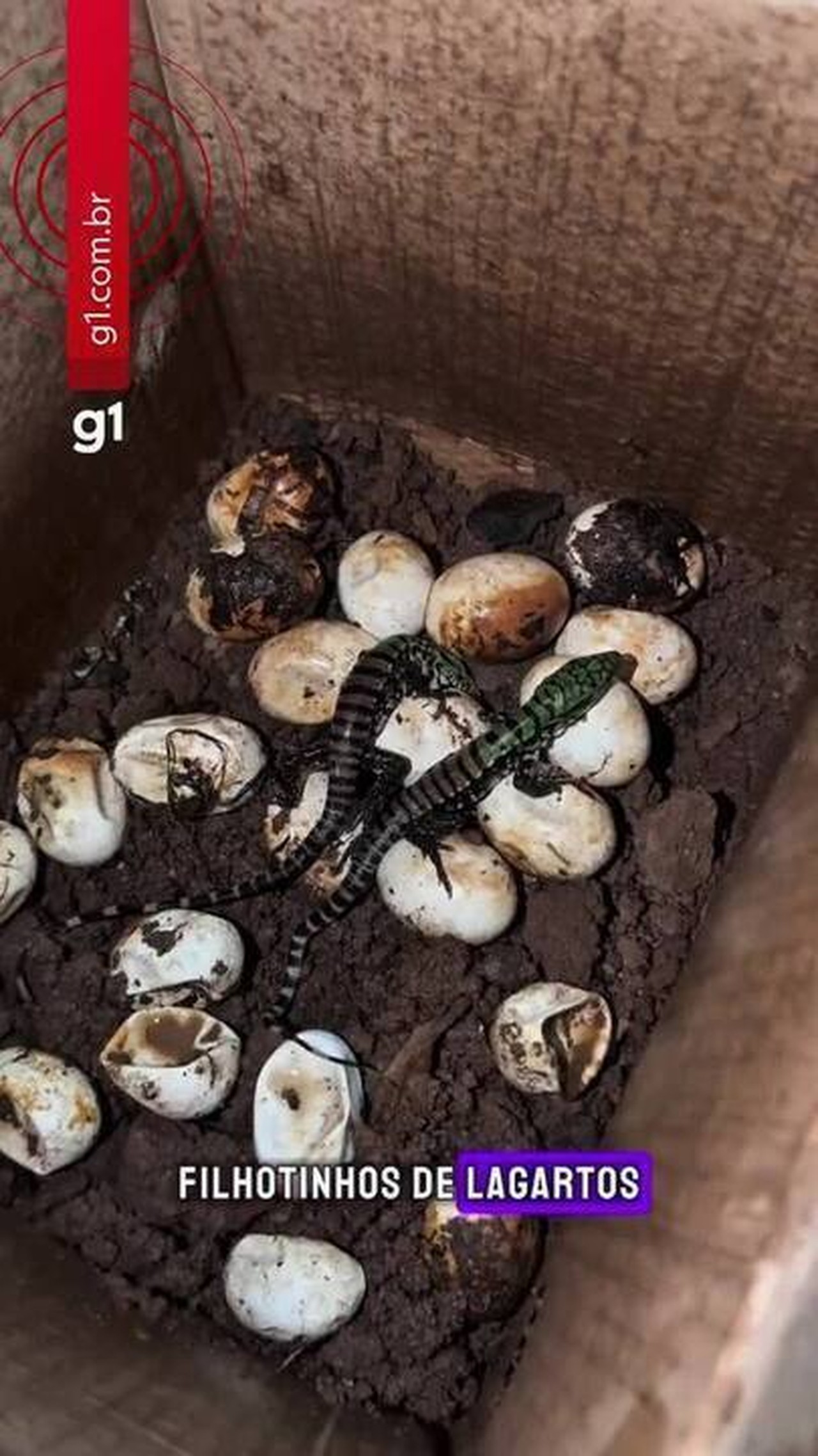 Resgate de lagartos em Santa Catarina culmina em nascimento inédito de 16 crias: biólogo descreve experiência como única