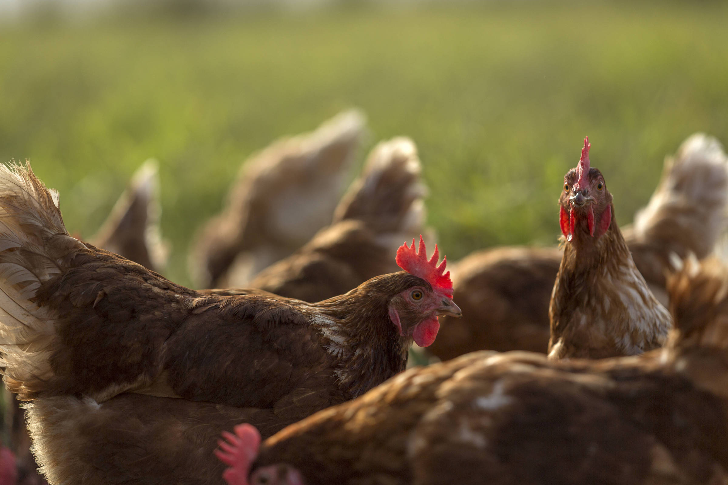 Brasil negoceia redução de tarifas para exportação de carne de frango para a Índia