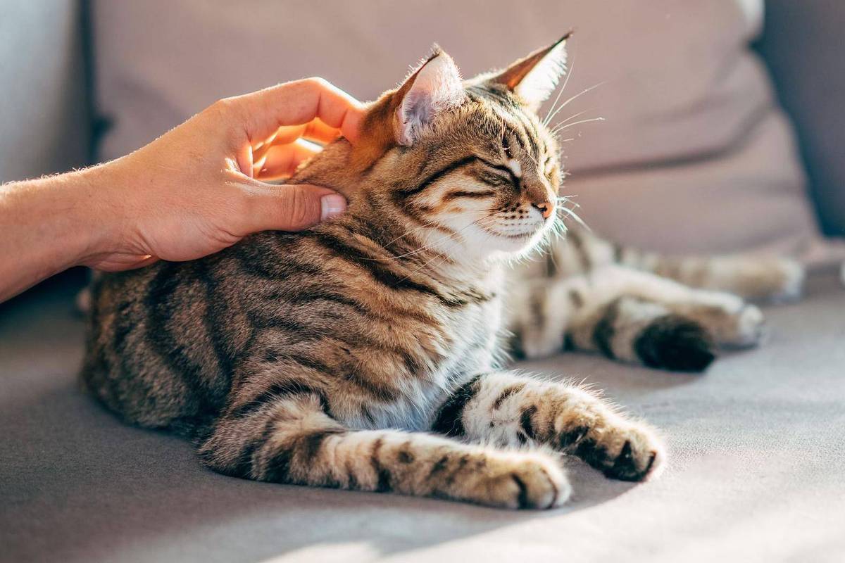 Gatos Domésticos Revelam Mapa Genético Crucial para Avanços na Luta Contra o Cancro Humano