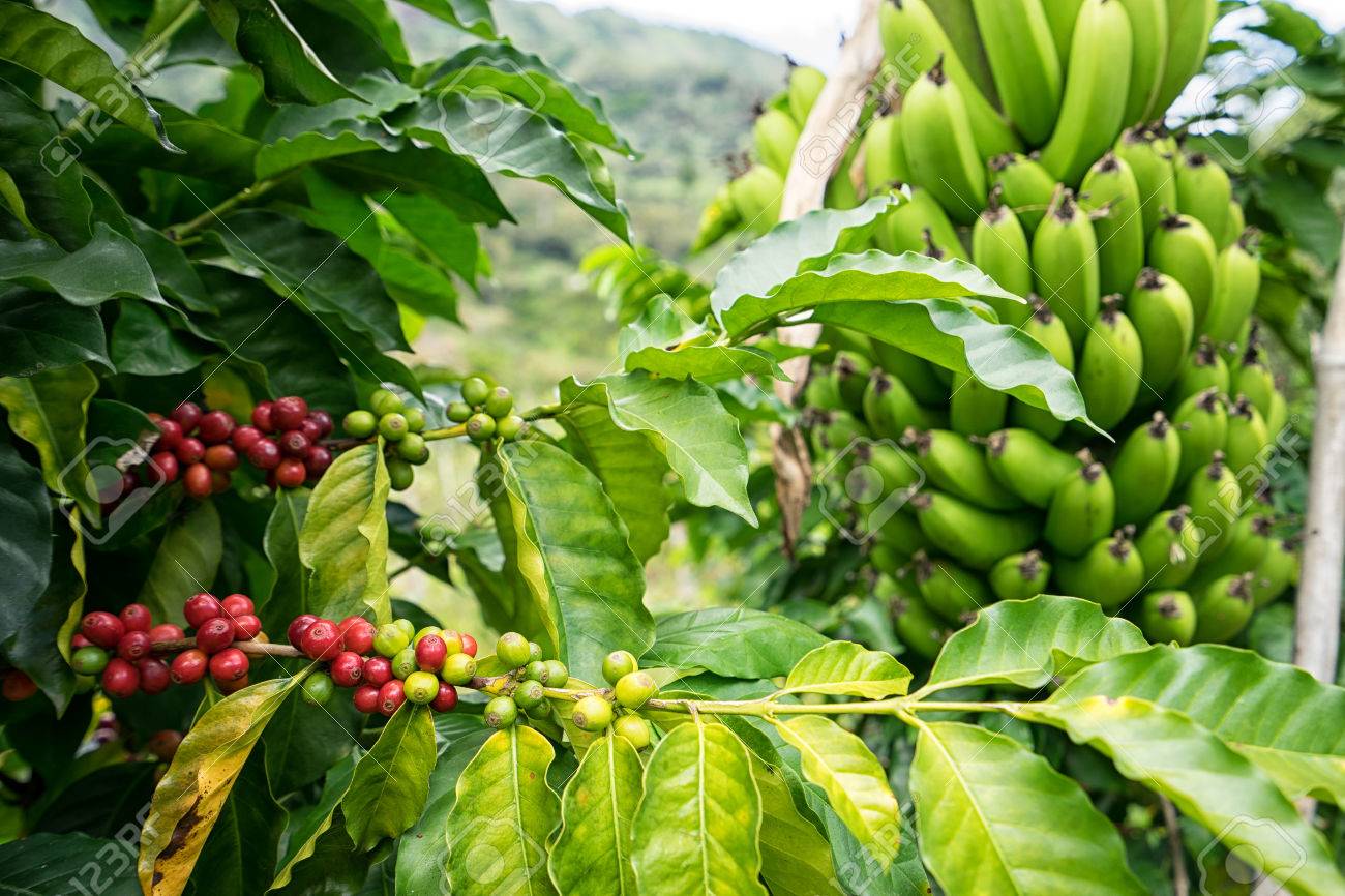 Cheias em Guijá Destroem Culturas de Banana e Café, Afetando Produção Agrícola