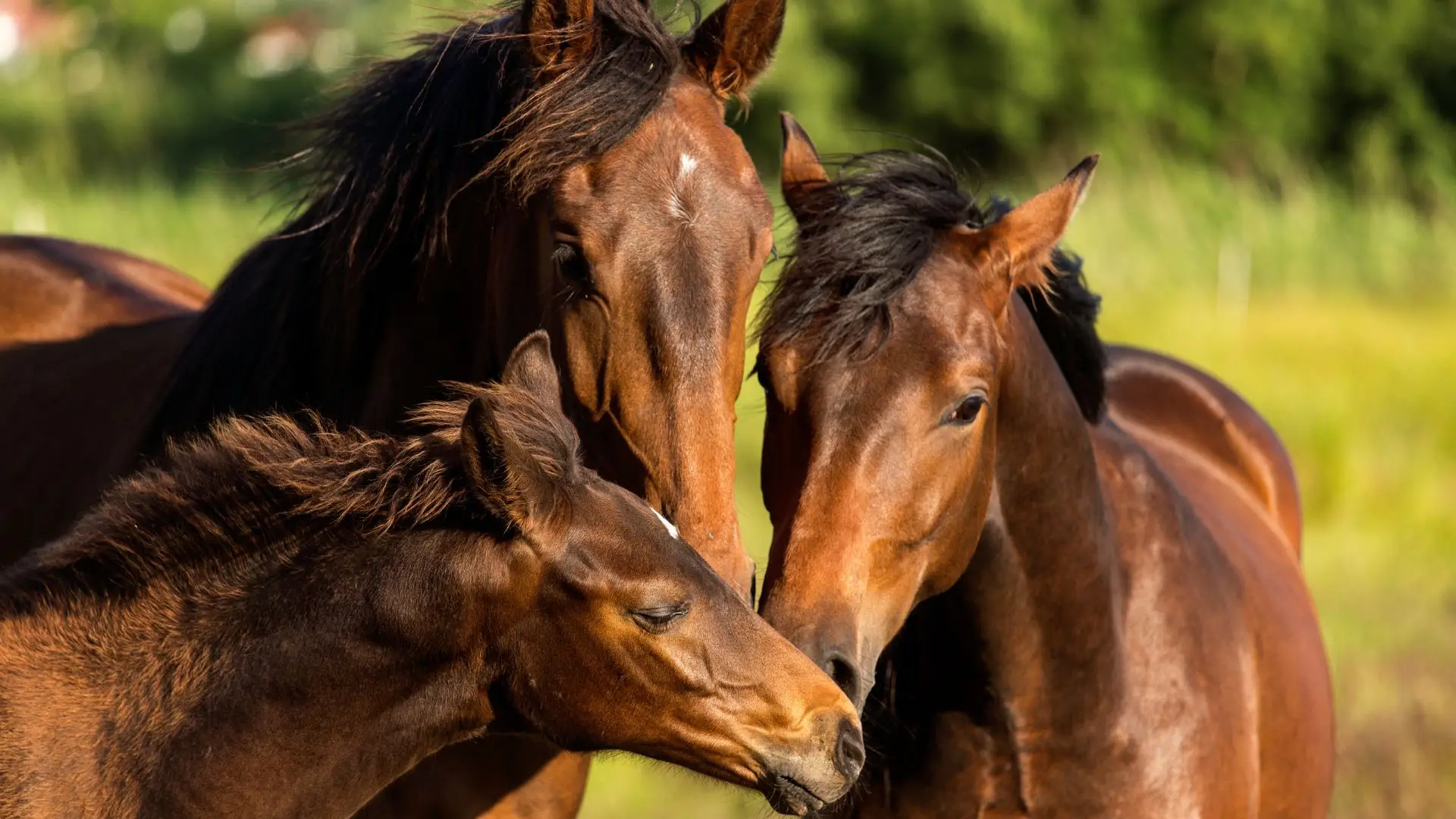Itália debate proibição histórica do consumo de carne de cavalo: tradição gastronómica versus proteção animal