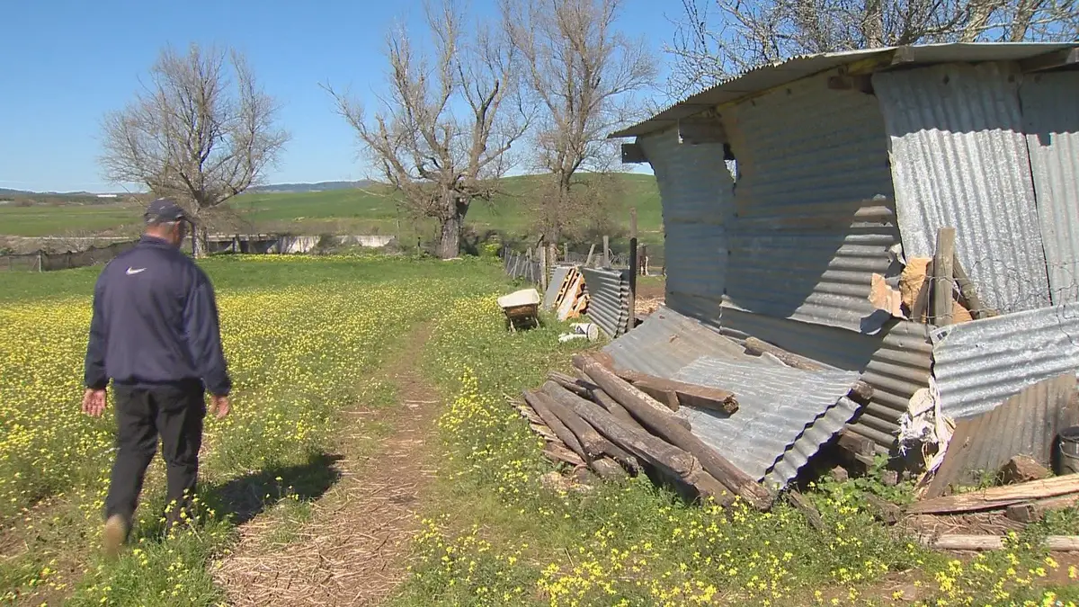 Furto de Gado no Alentejo: Produtor da Vidigueira Perde Quase Todo o Rebanho e Sofre Prejuízos Superiores a 10 Mil Euros