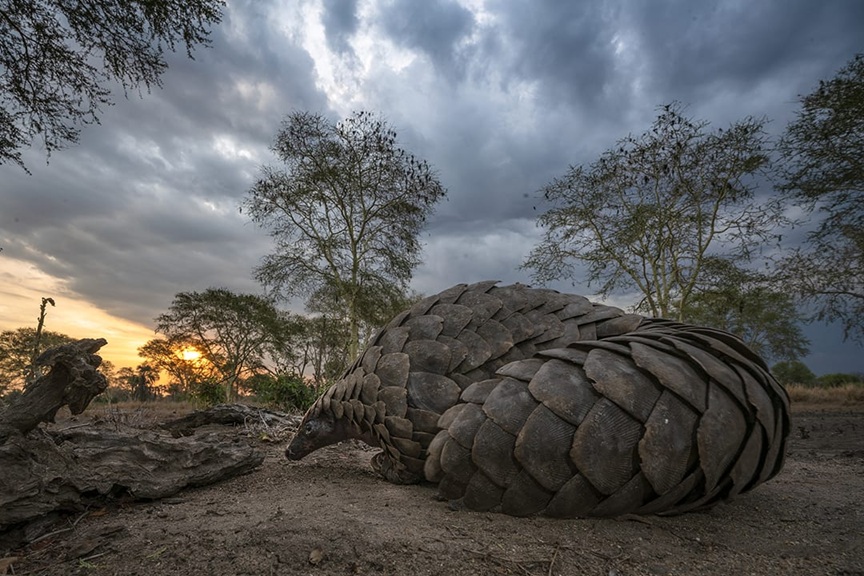 Gorongosa: O Parque que Está a Salvar os Pangolins em Moçambique